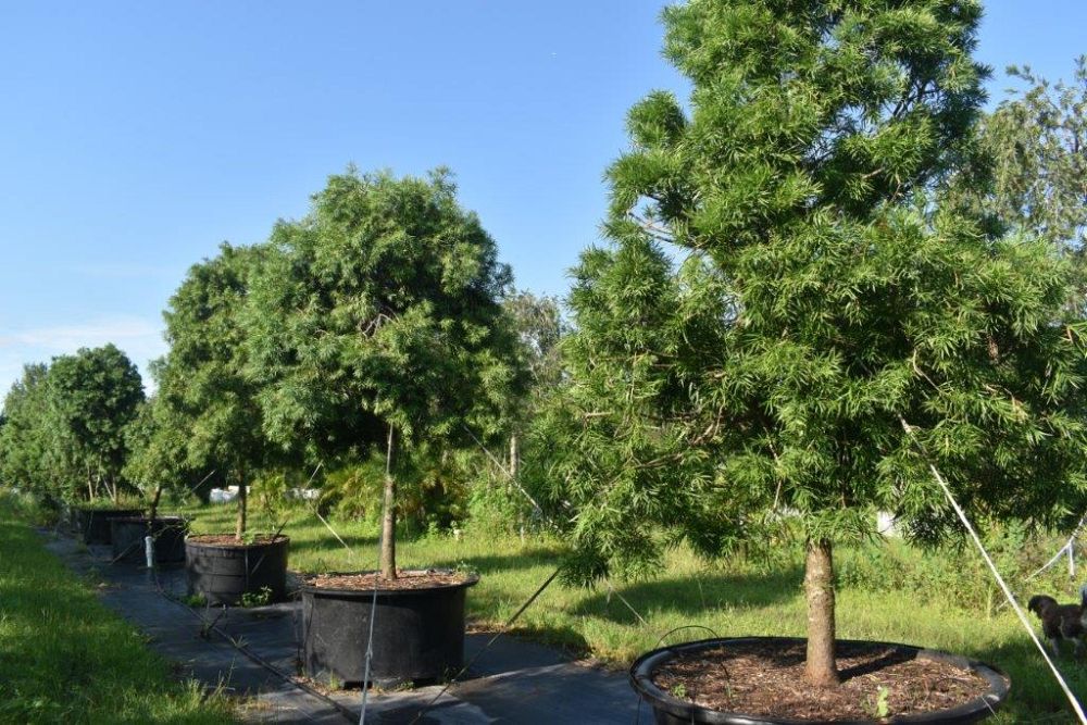 podocarpus-gracilior-plum-pine-weeping