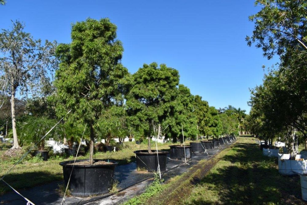 podocarpus-gracilior-plum-pine-weeping