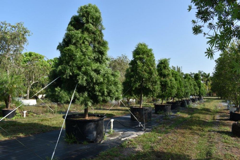 podocarpus-gracilior-plum-pine-weeping