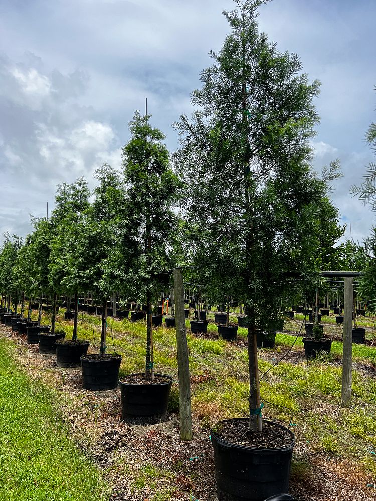 podocarpus-gracilior-plum-pine-weeping
