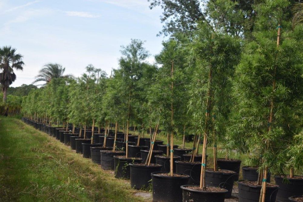 podocarpus-gracilior-plum-pine-weeping