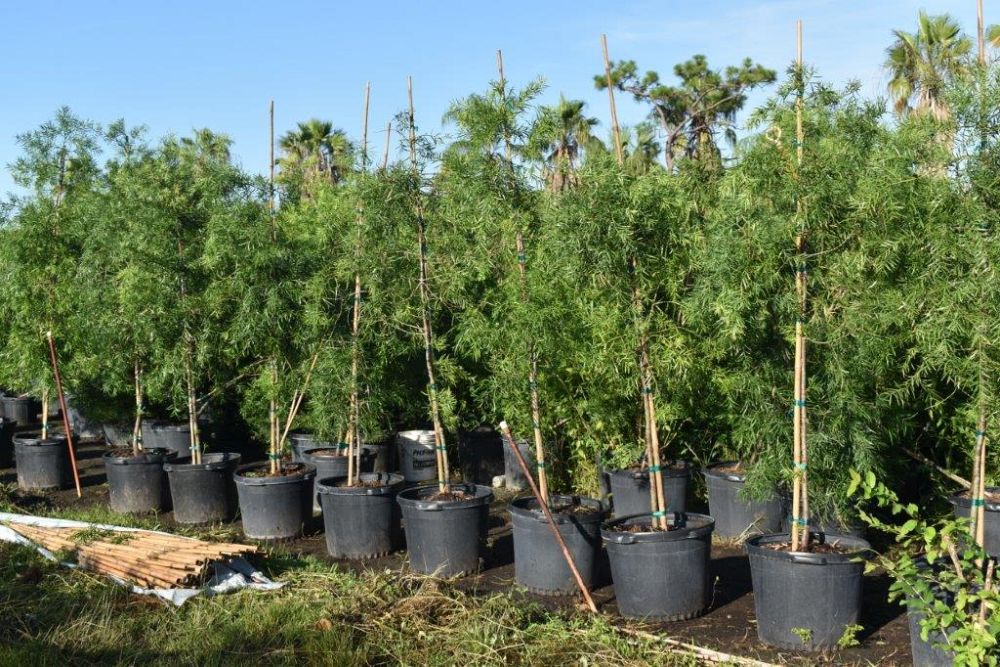 podocarpus-gracilior-plum-pine-weeping