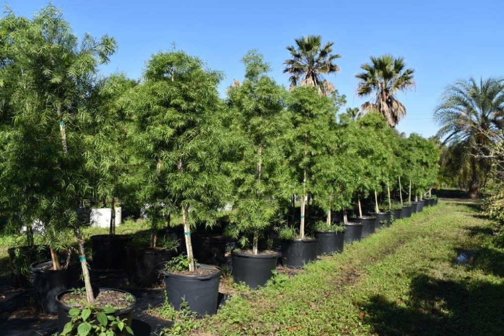 podocarpus-gracilior-plum-pine-weeping