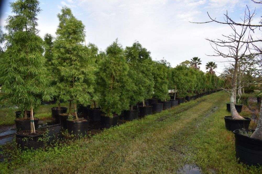 podocarpus-gracilior-plum-pine-weeping