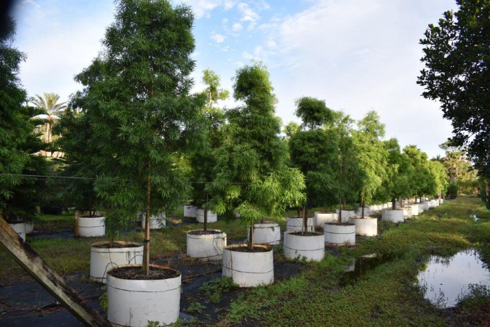 podocarpus-gracilior-plum-pine-weeping
