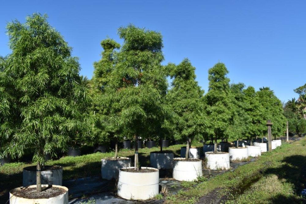podocarpus-gracilior-plum-pine-weeping