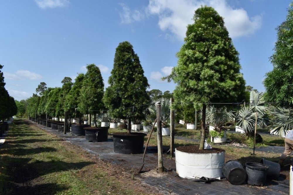 podocarpus-gracilior-plum-pine-weeping