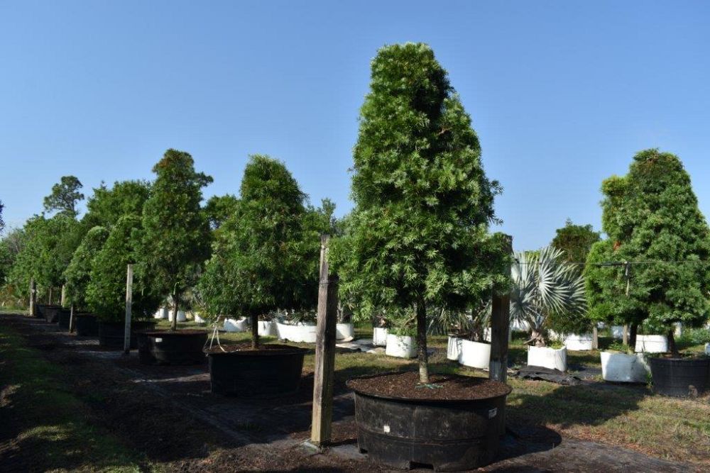 podocarpus-gracilior-plum-pine-weeping