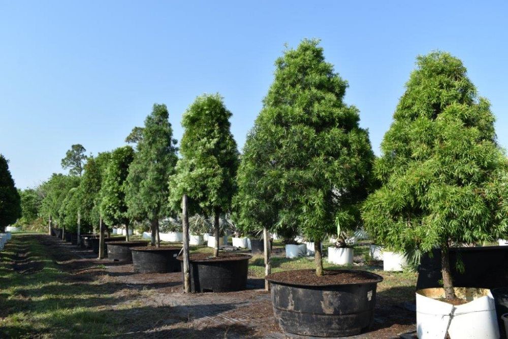 podocarpus-gracilior-plum-pine-weeping