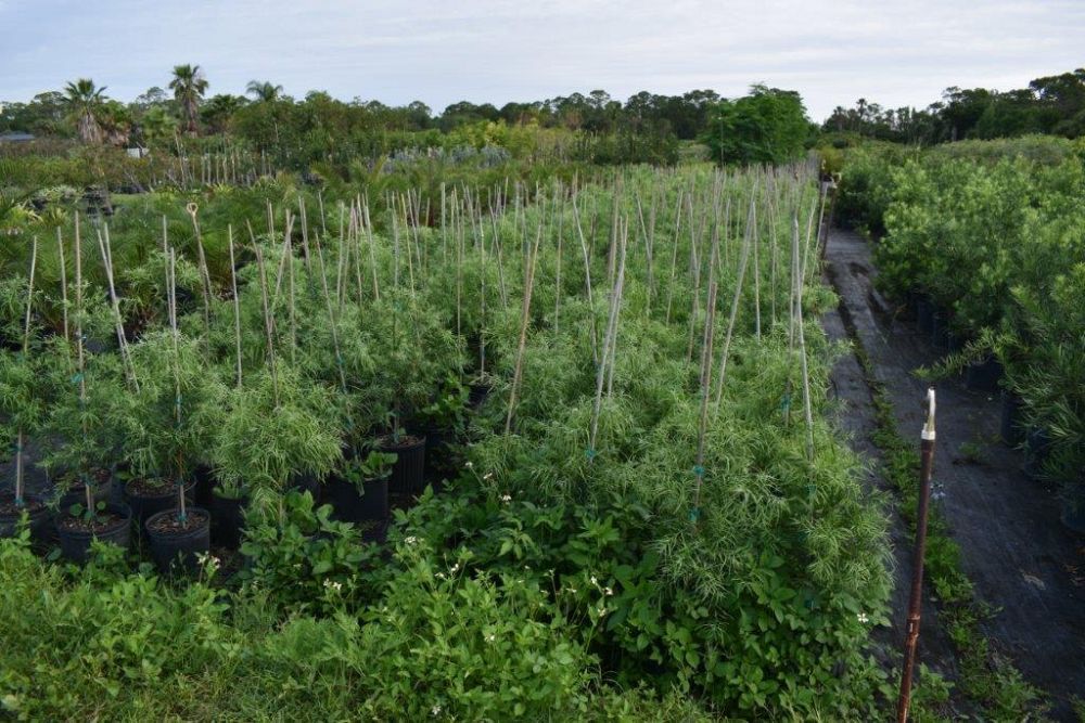 podocarpus-gracilior-plum-pine-weeping