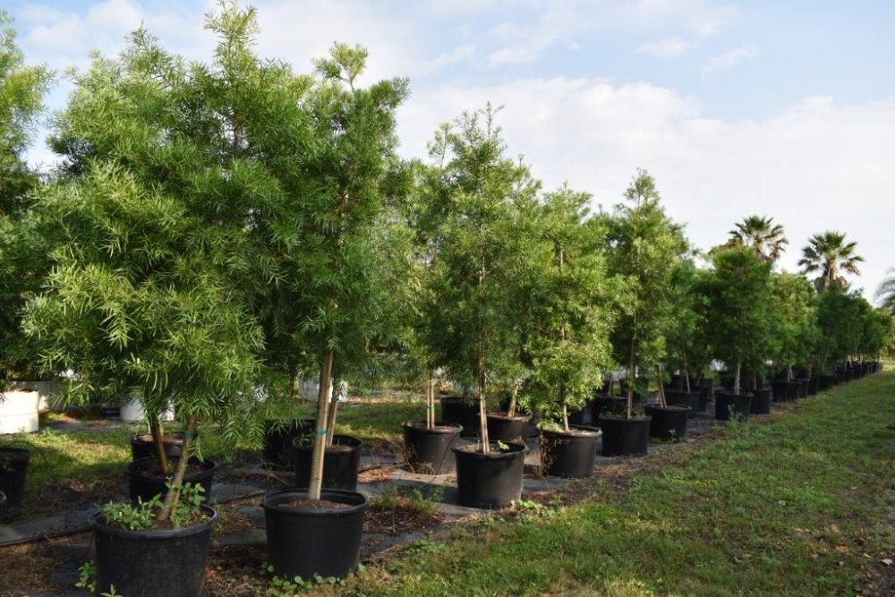 podocarpus-gracilior-plum-pine-weeping