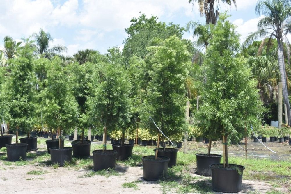 podocarpus-gracilior-plum-pine-weeping