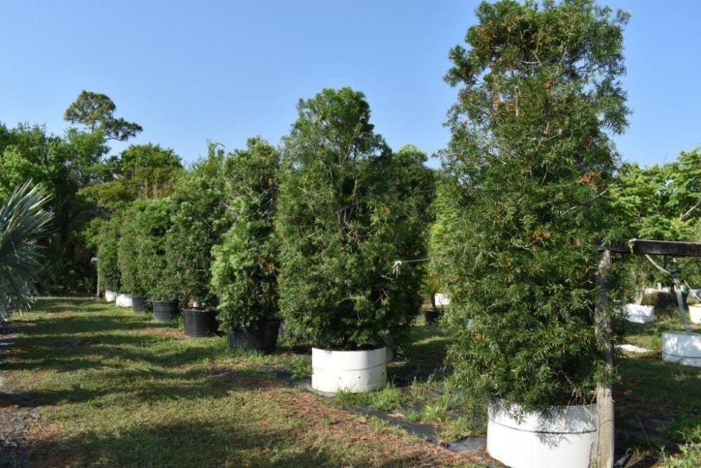 podocarpus-gracilior-plum-pine-weeping