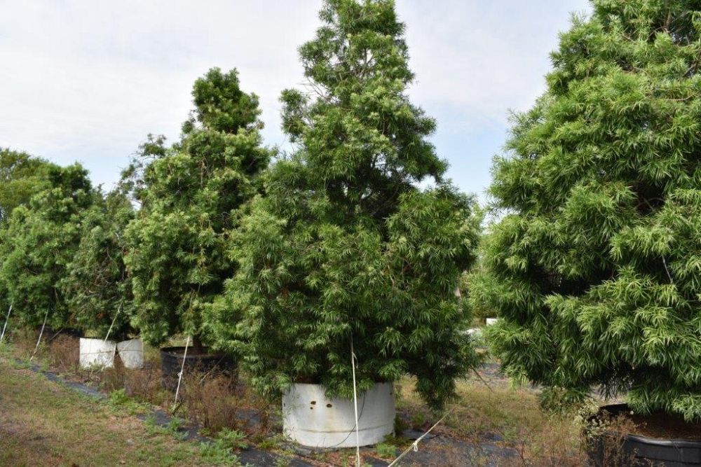 podocarpus-gracilior-plum-pine-weeping