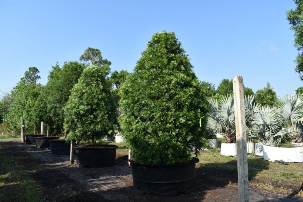 podocarpus-gracilior-plum-pine-weeping