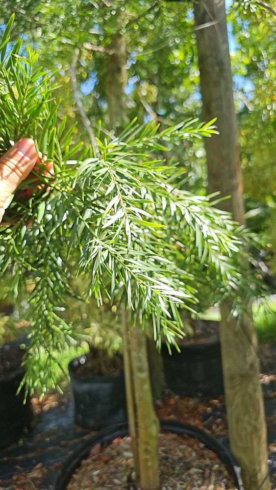podocarpus-gracilior-plum-pine-weeping