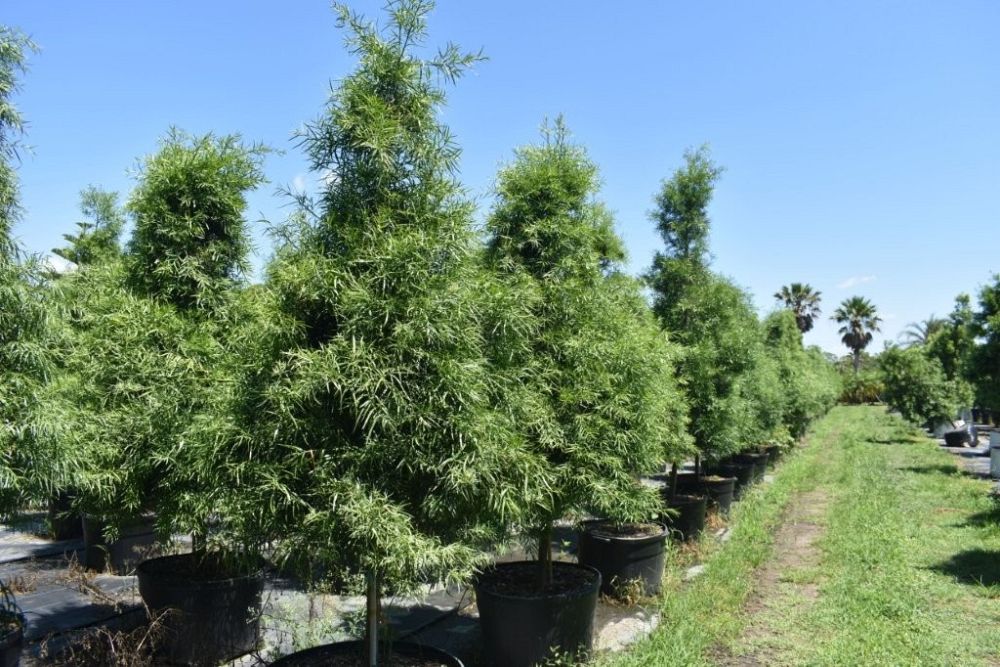 podocarpus-gracilior-plum-pine-weeping