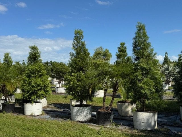 podocarpus-gracilior-plum-pine-weeping