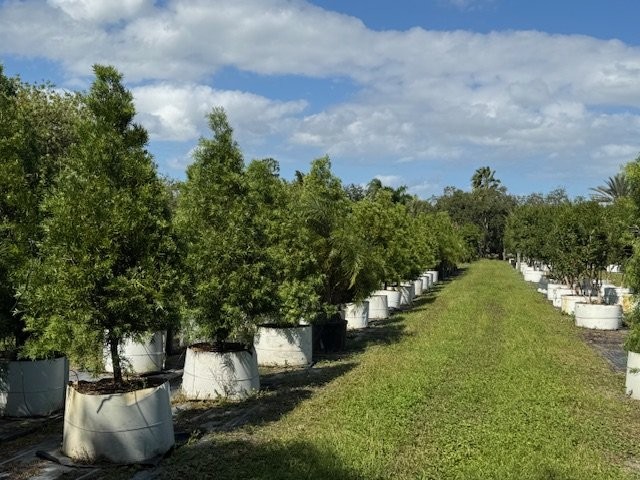 podocarpus-gracilior-plum-pine-weeping