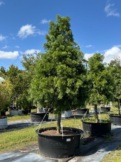 podocarpus-gracilior-plum-pine-weeping