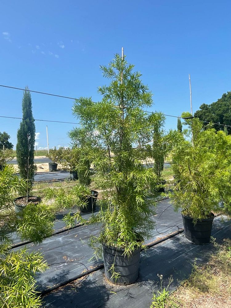 podocarpus-gracilior-plum-pine-weeping