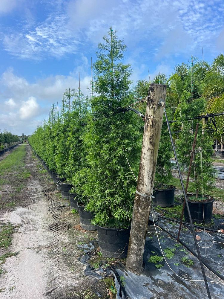podocarpus-gracilior-plum-pine-weeping