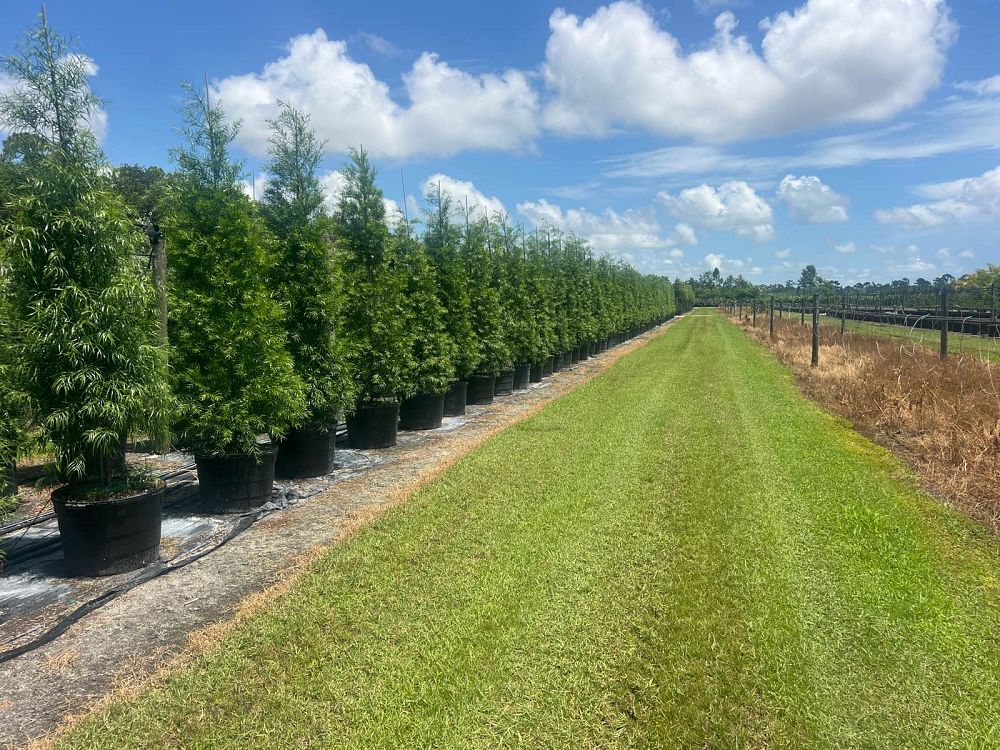 podocarpus-gracilior-plum-pine-weeping