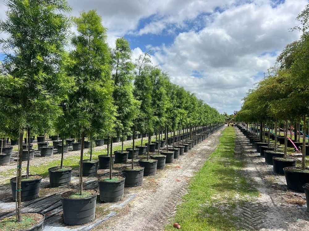 podocarpus-gracilior-plum-pine-weeping