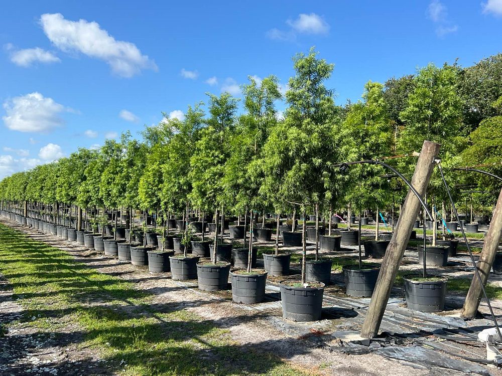 podocarpus-gracilior-plum-pine-weeping