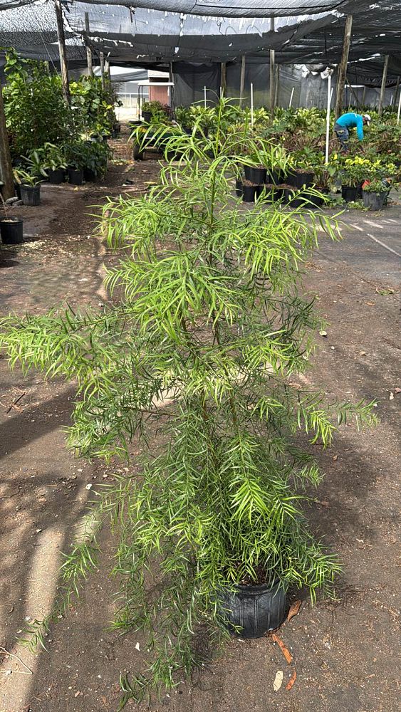 podocarpus-gracilior-plum-pine-weeping