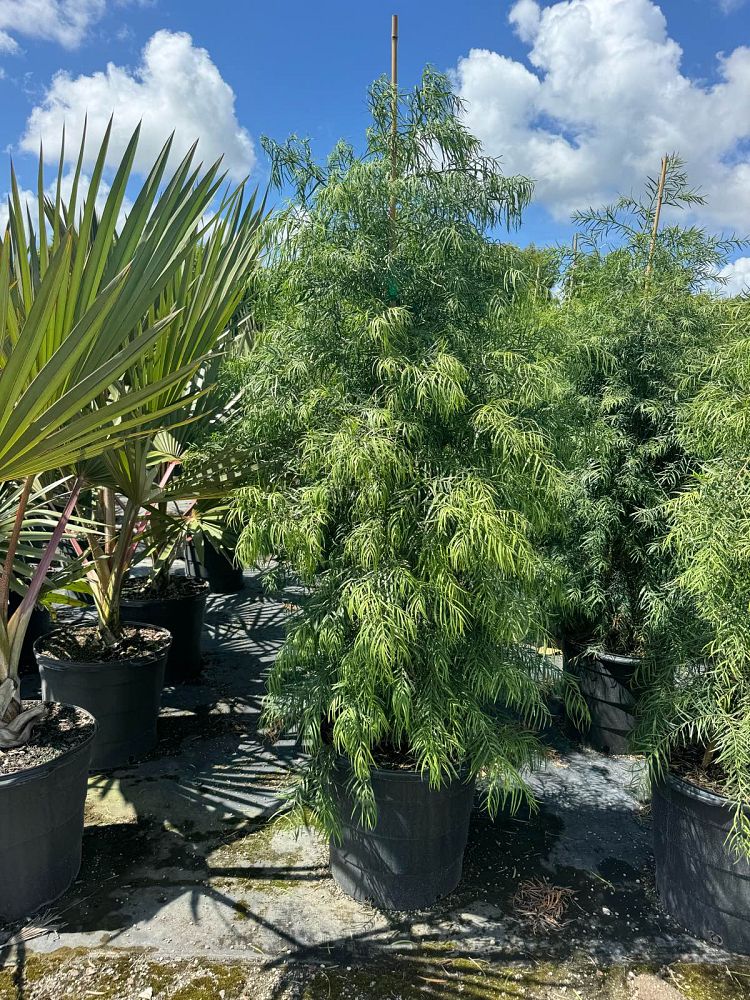 podocarpus-gracilior-plum-pine-weeping