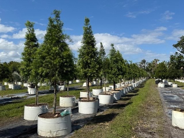 podocarpus-gracilior-plum-pine-weeping