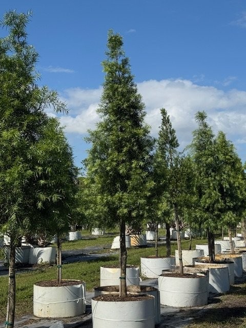 podocarpus-gracilior-plum-pine-weeping