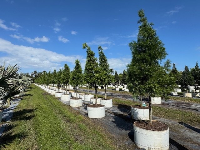 podocarpus-gracilior-plum-pine-weeping