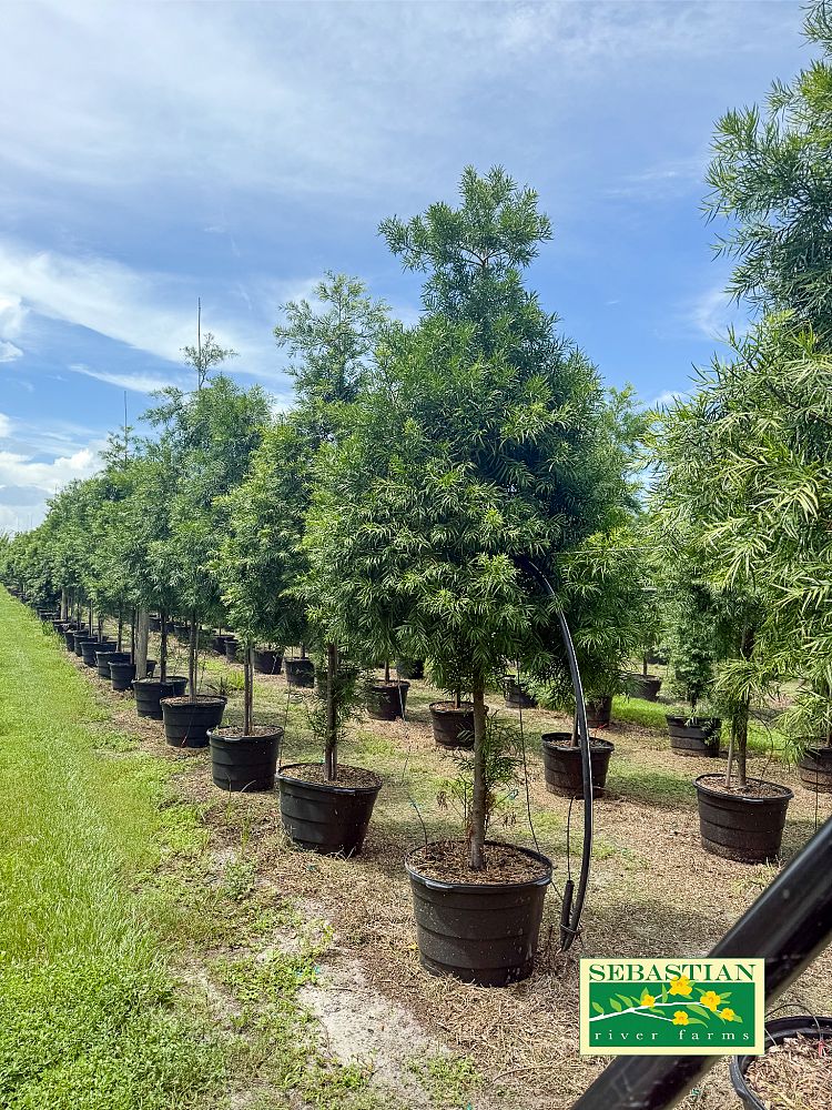 podocarpus-gracilior-plum-pine-weeping