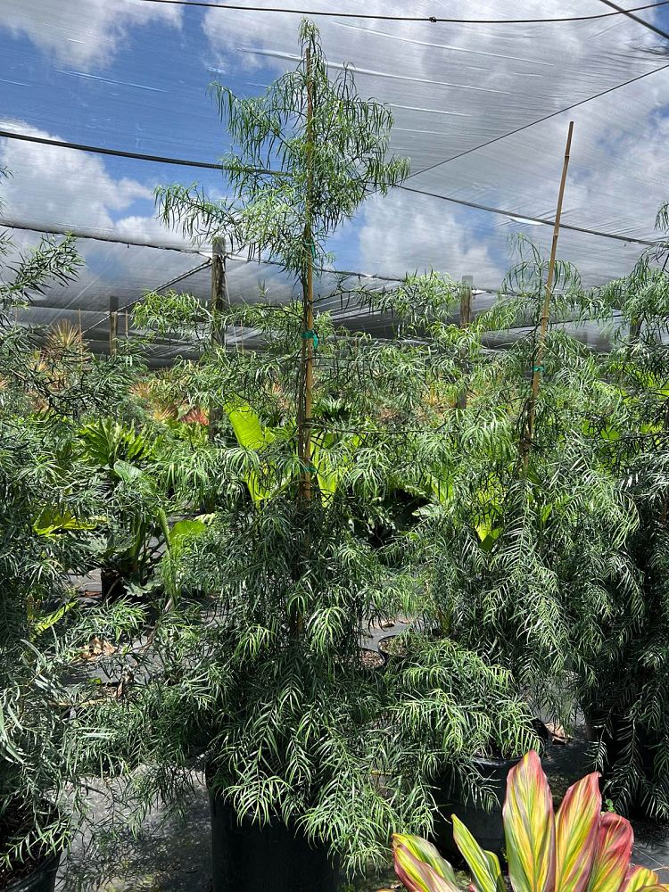 podocarpus-gracilior-plum-pine-weeping