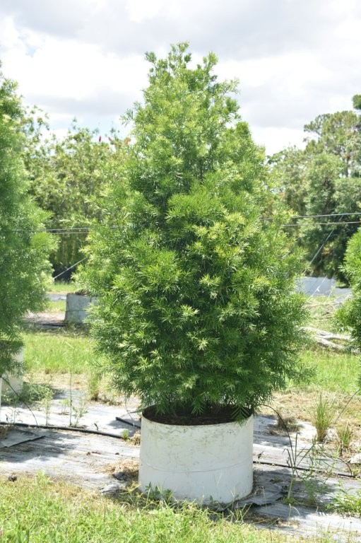 podocarpus-gracilior-plum-pine-weeping
