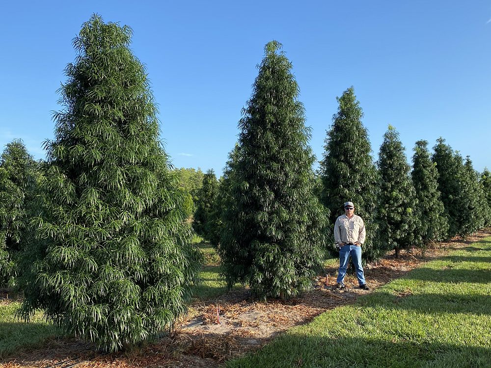 podocarpus-henkelii-plum-pine