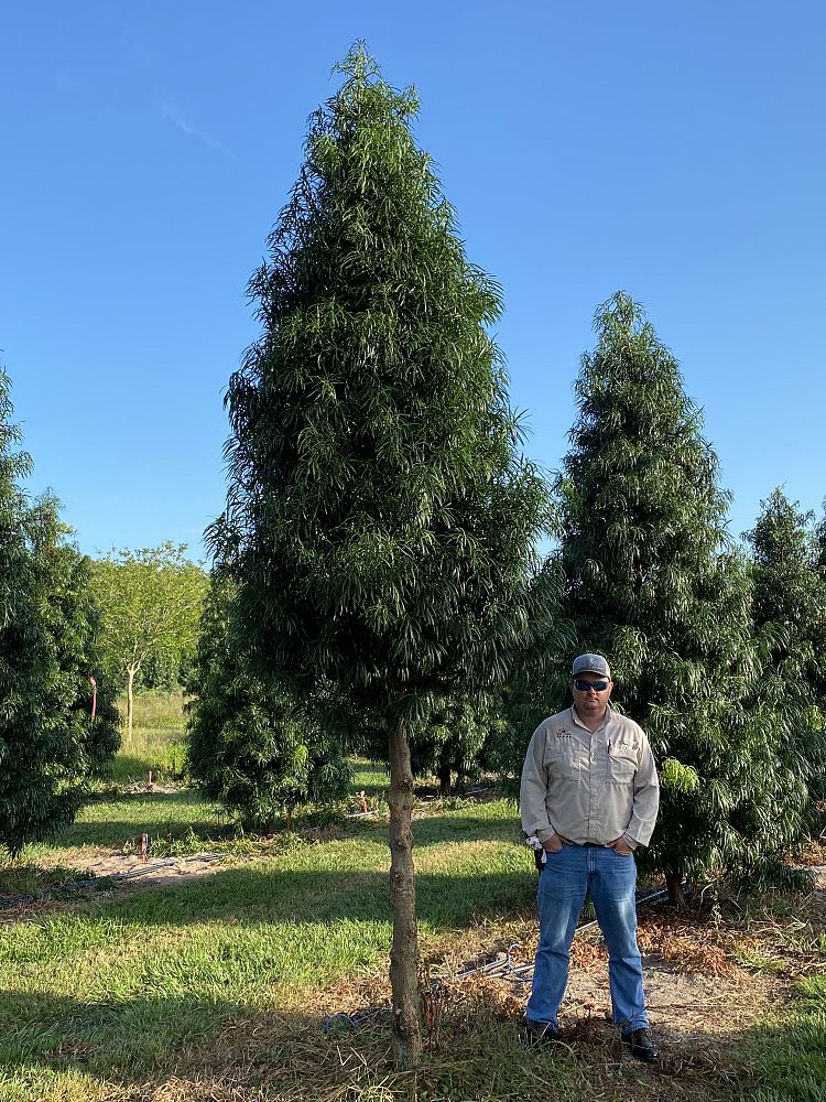 podocarpus-henkelii-plum-pine