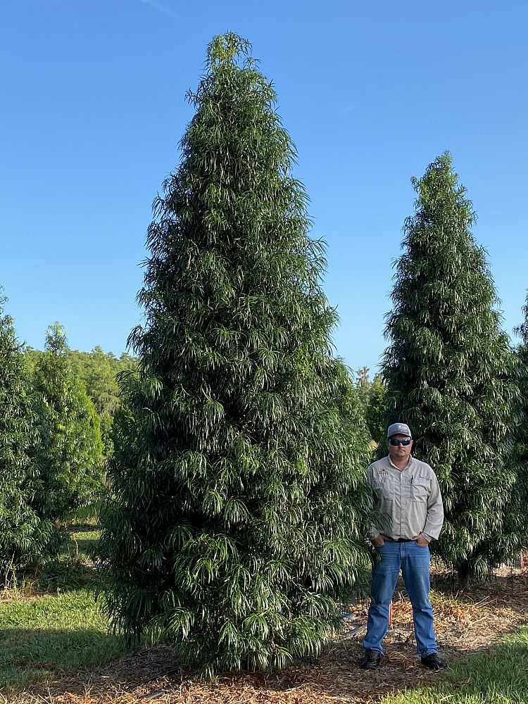 podocarpus-henkelii-plum-pine