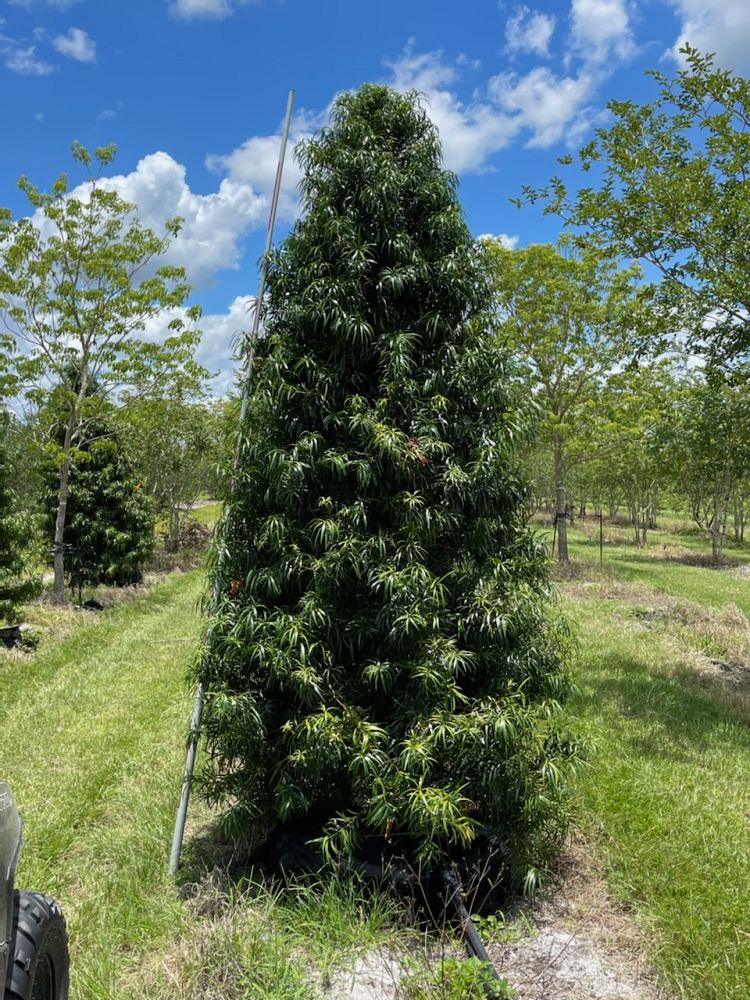 podocarpus-henkelii-plum-pine