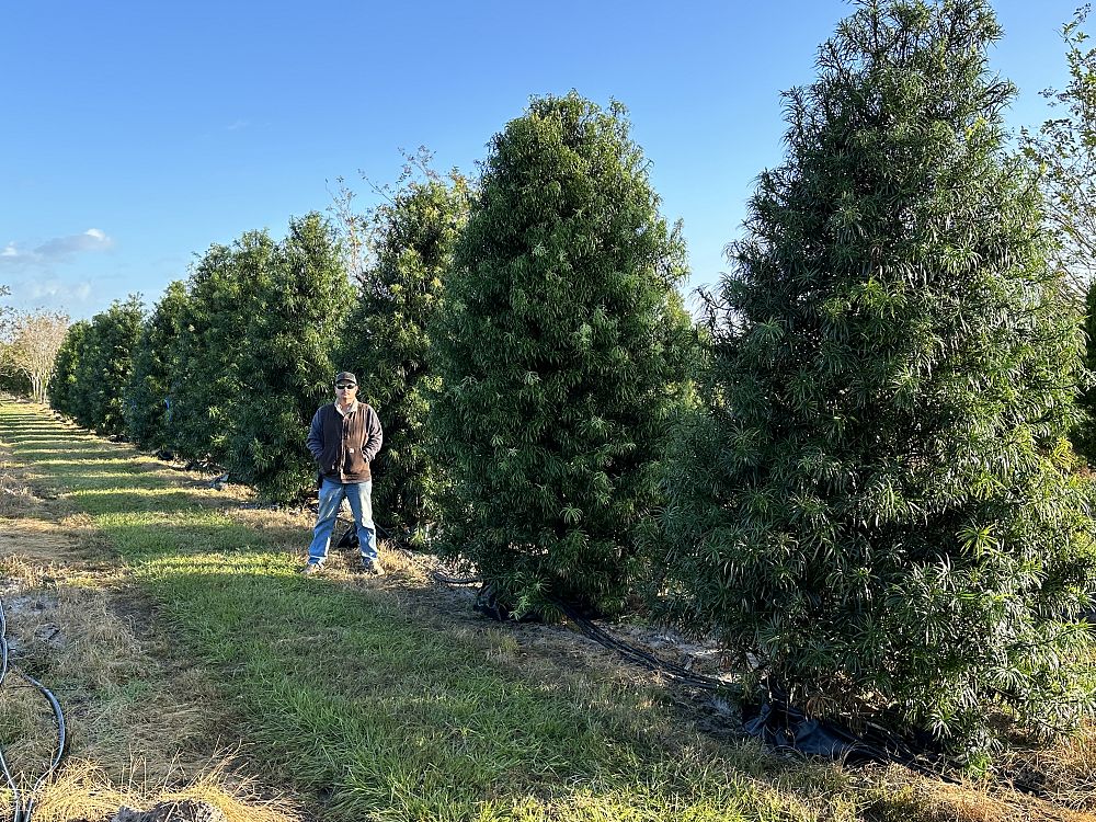 podocarpus-henkelii-plum-pine