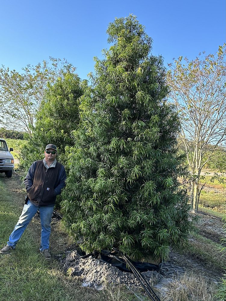 podocarpus-henkelii-plum-pine