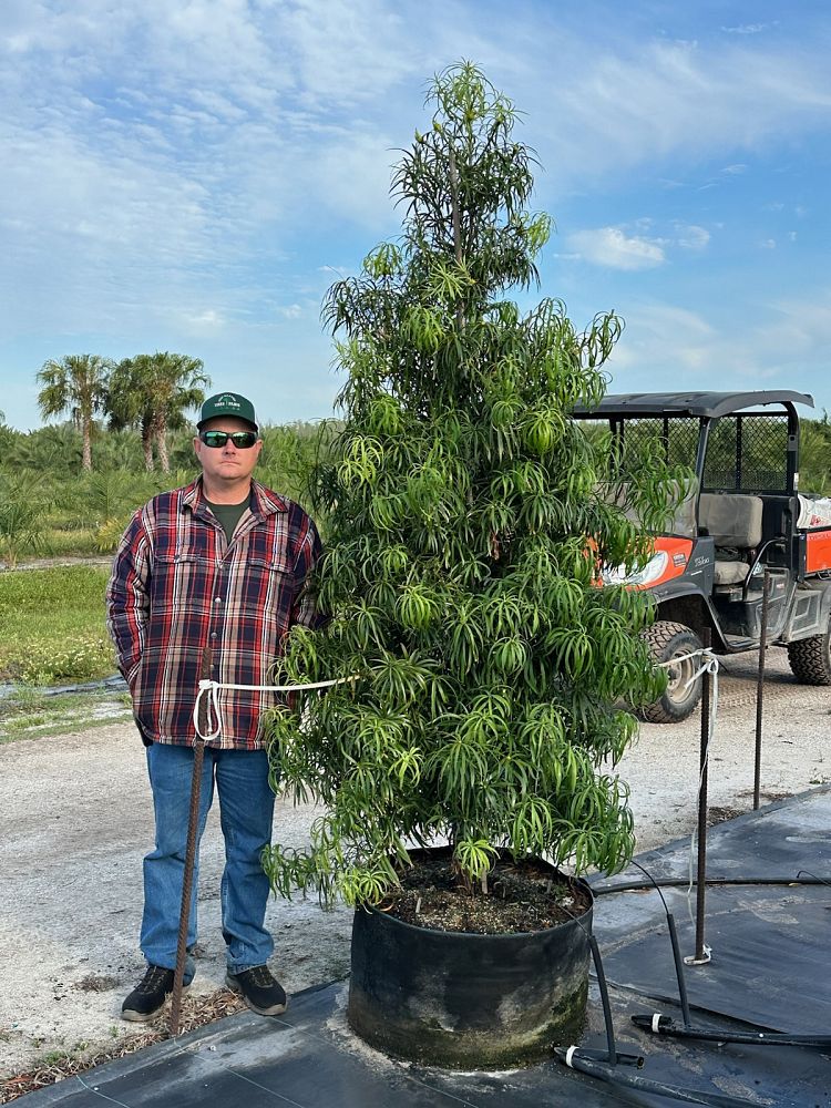 podocarpus-henkelii-plum-pine