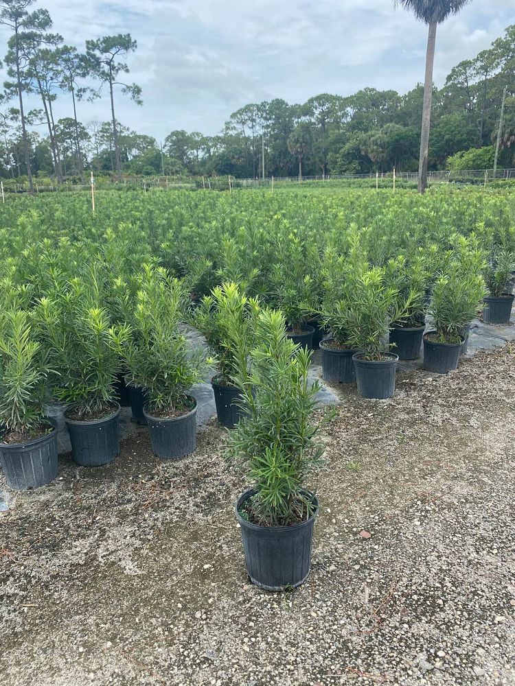 podocarpus-macrophyllus-japanese-yew