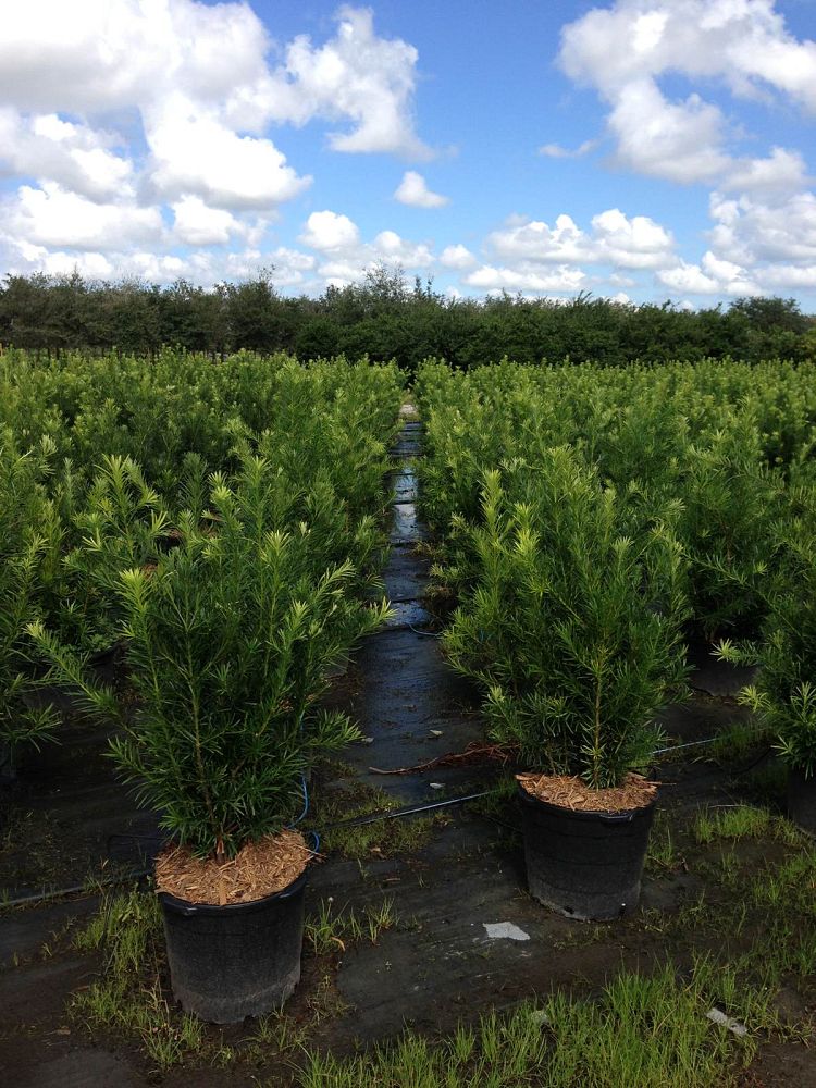 podocarpus-macrophyllus-japanese-yew