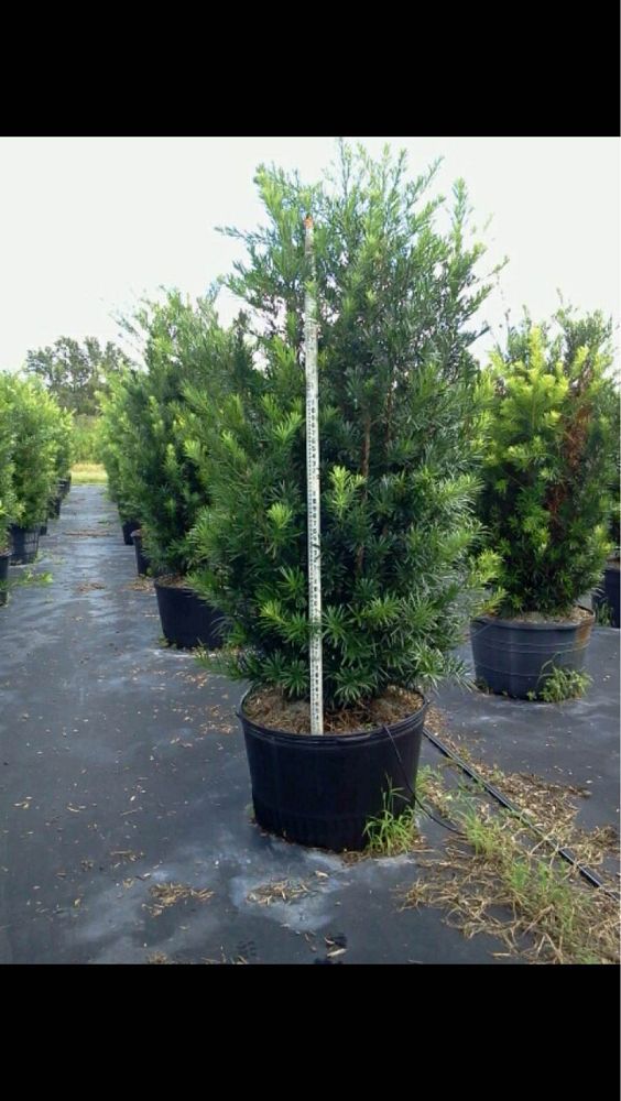 podocarpus-macrophyllus-japanese-yew
