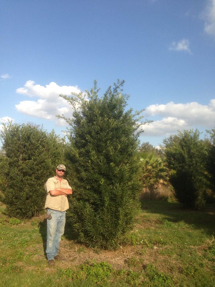 podocarpus-macrophyllus-japanese-yew