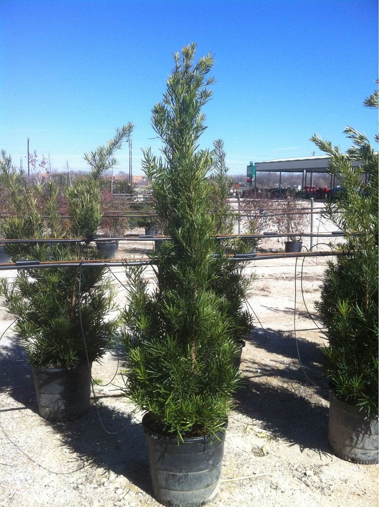 podocarpus-macrophyllus-japanese-yew