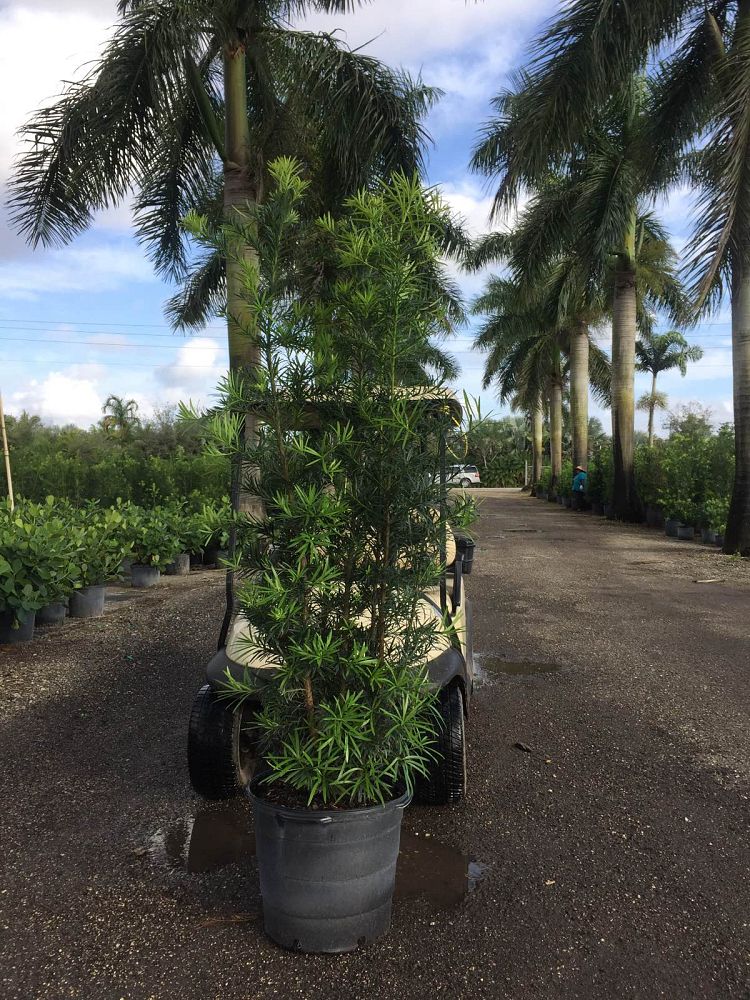 3 D's Nursery | plantANT.com